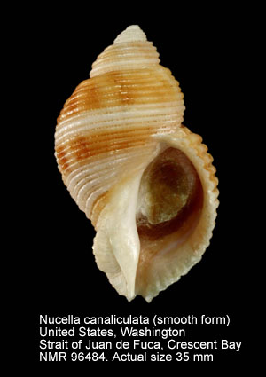 Nucella canaliculata (3).jpg - Nucella canaliculata(Duclos,1832)